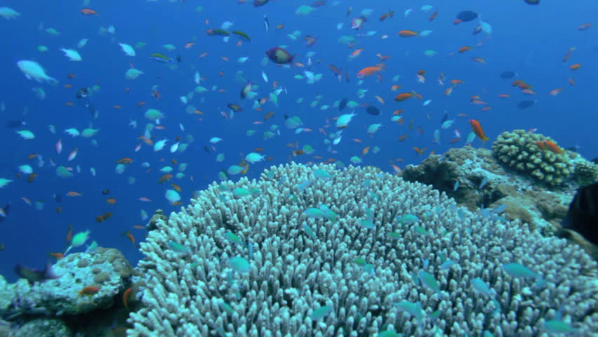 Small fishes around hard coral, Maldives