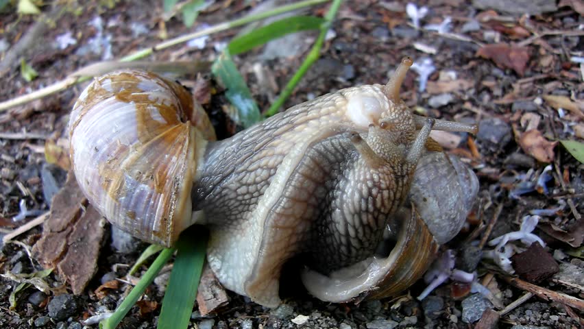 Two Big Snails Have A Sex. Very Closeup View To Snail Sexual