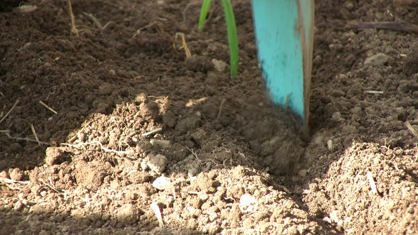planting onions with a shovel