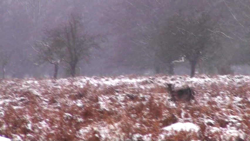 Deer runnign in Royal Richmond Park, London, England 