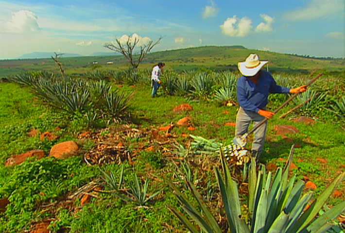 Mexican farmers harvest a blue agave (tequila) field, in Jalisco, Mexico.