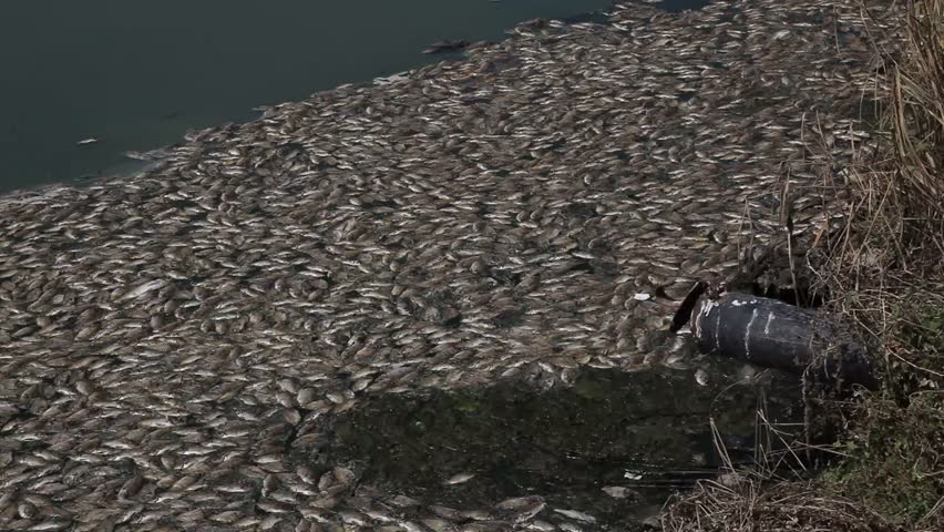 Dead fish