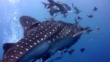 Whaleshark swimming filmed from behind
