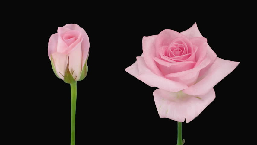 Time-lapse of opening and dying "Sweet Akito" rose alpha matte 5d 