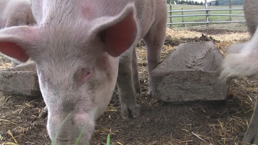 Happy pigs waiting for food