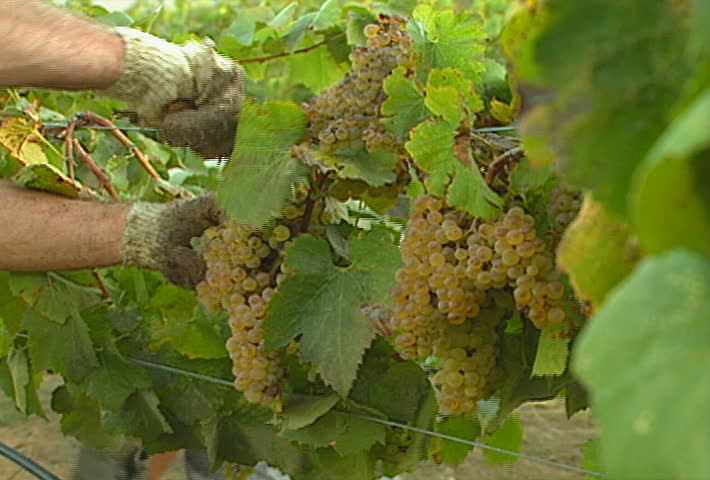 Picking grapes from the vine, in the vineyard.