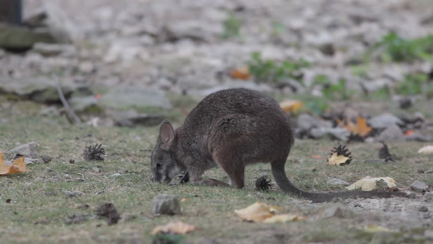 HD footage of a small kangaroo in nature 
