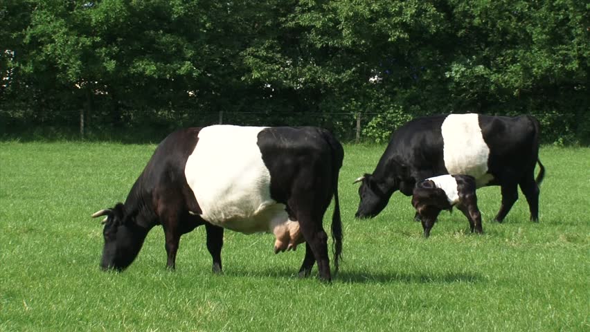 Dutch Belted Cattle, Lakenvelder - Medium Shot. A Lakenvelder Is Either