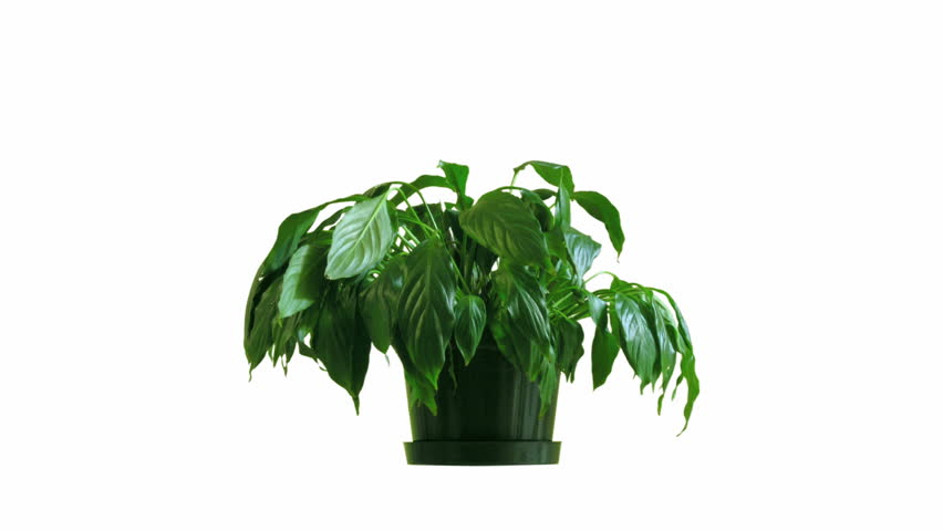 time-lapse of houseplant reviving and wilting
