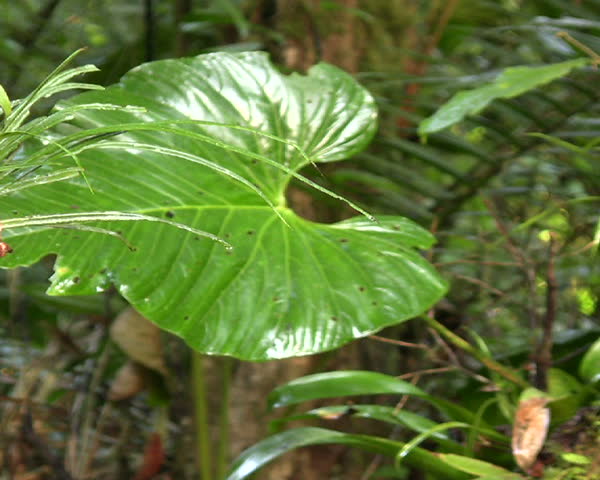 Interior of cloudforest in Western Ecuador with aroid and Scheffleria leaves.