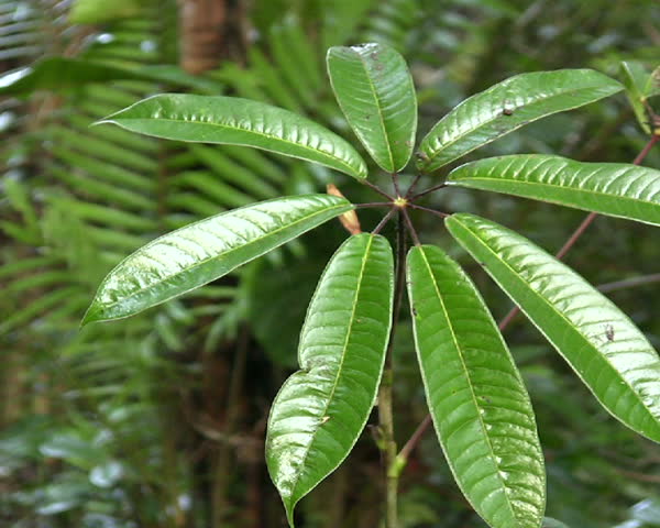 Interior of cloudforest in Western Ecuador with aroid and Scheffleria leaves.