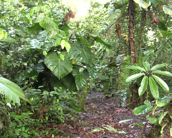 Interior of cloudforest in Ecuador 