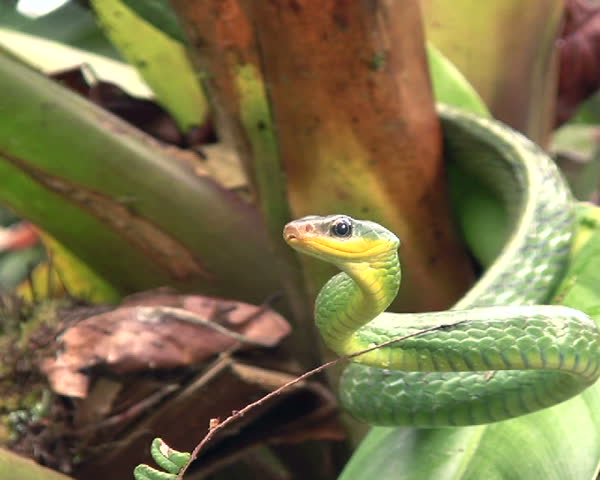 Cloudforest whipsnake (Chironius monticola) 