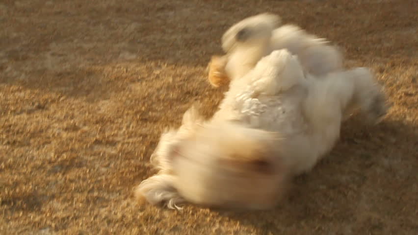 tibetan terrier rolling over the ground at a dog park HD