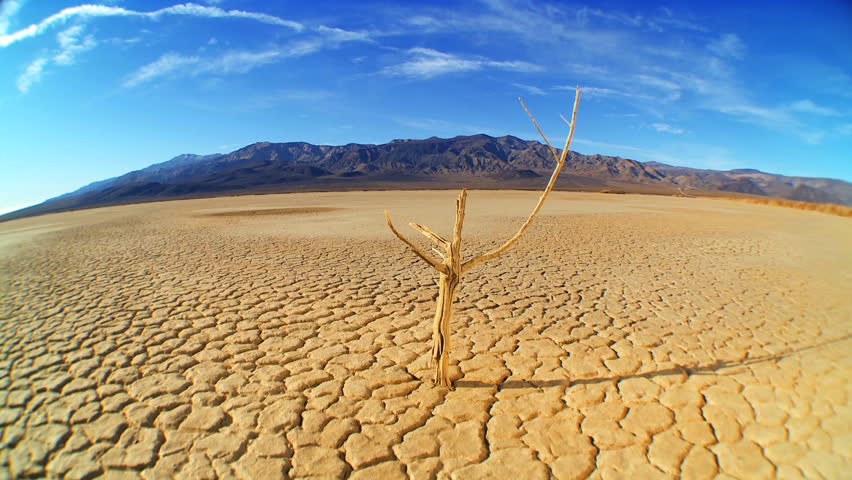 Petrified tree in barren environmental wilderness