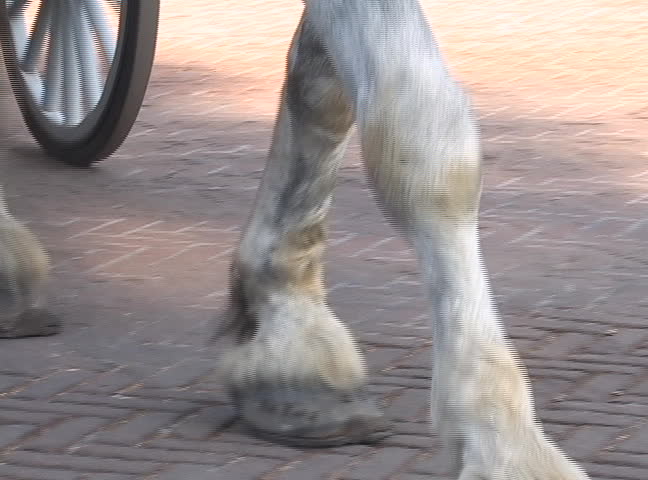 Horse carriage, NTSC