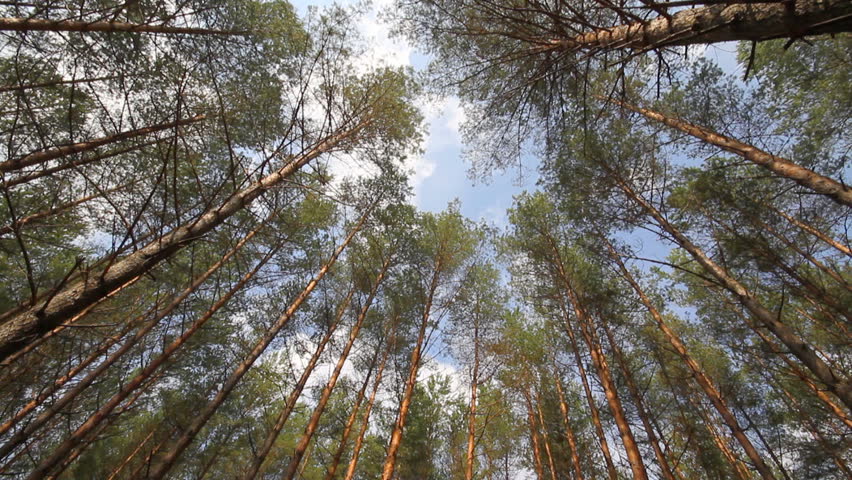 pine trees swaying in the wind, sky