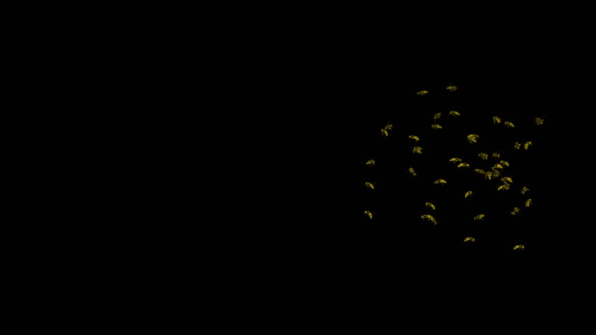 Looping Wasp Swarm Animation 2. With Alpha Mask, isolated on black