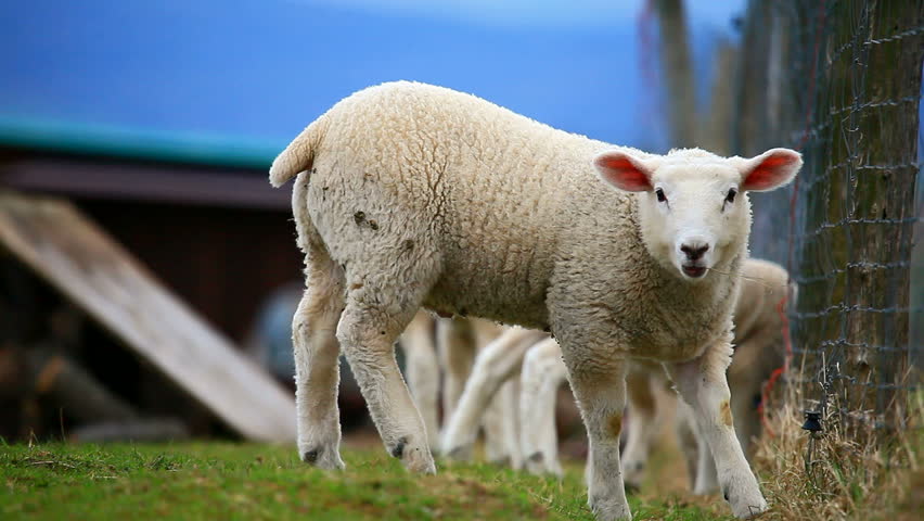 lambs