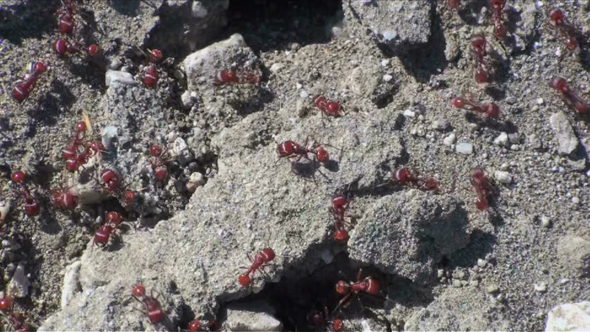 Red ant colony busy building nest in dry desert soil. 1920x1080