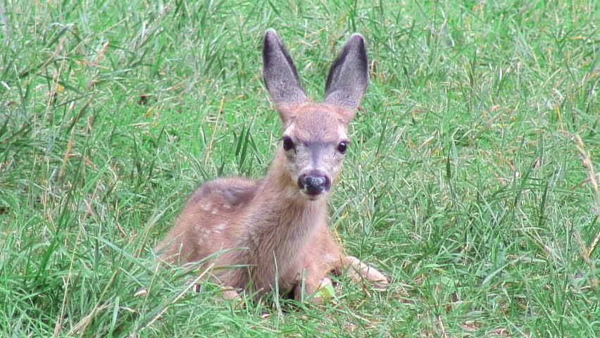 Fawn on lawn 