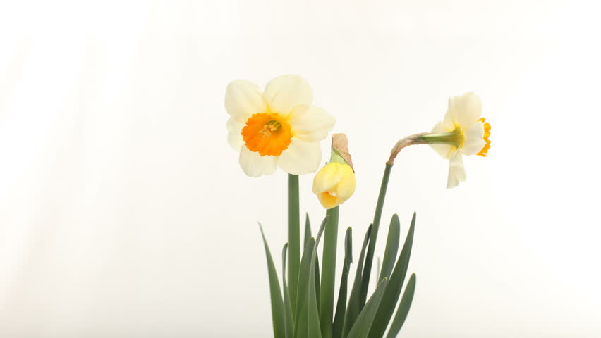 Daffodil Blooming on a White Background. Time Lapsed Footage