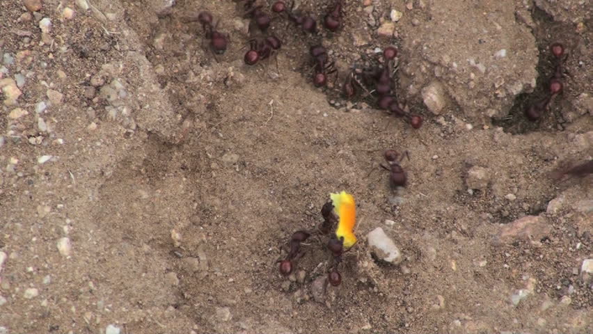 Ants work together to carry piece of orange peel to their underground nest. 1920x1080