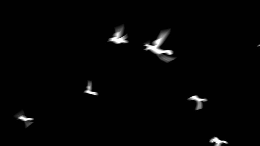 Birds Flying Loop with Alpha Matte