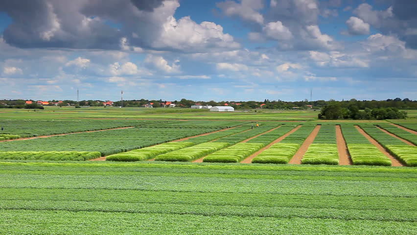 Agriculture landscape and cloudy sky.