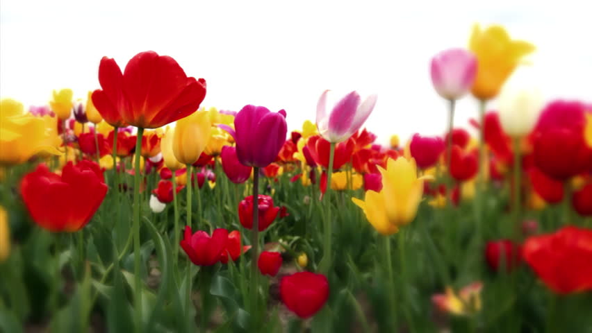 Variety of tulips in a field, Washington, dolly shot