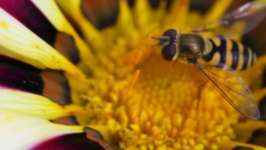 close up shaken flower and bee sitting in its centre in park 