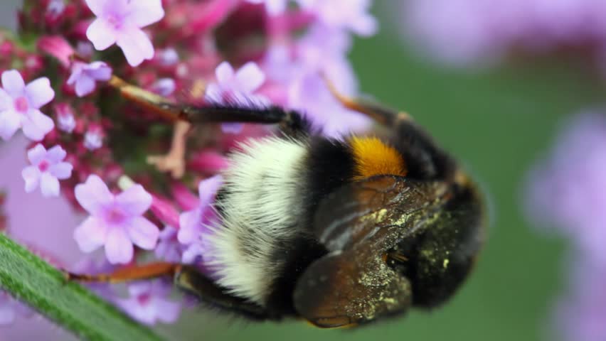 bumblebee sits on inflorescence and collects pollen from it close up 