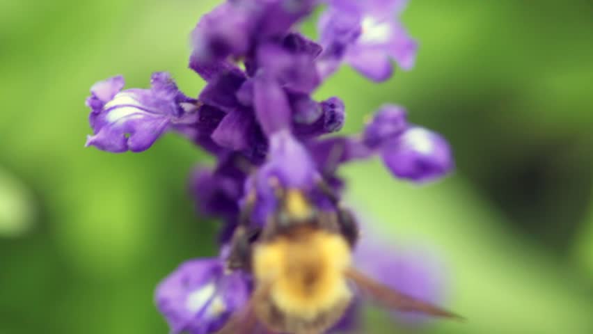close up bumblebee flying round violet flower and pollinating it 