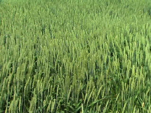 Stalks of green wheat waving in the wind