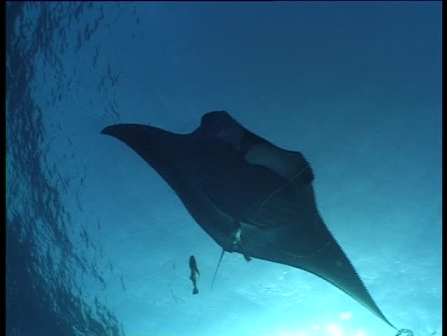 Manta ray playing in the open ocean with sunlight background