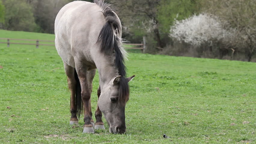 tarpan horse