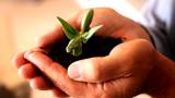 Closeup of a male hands holding a small growing plant