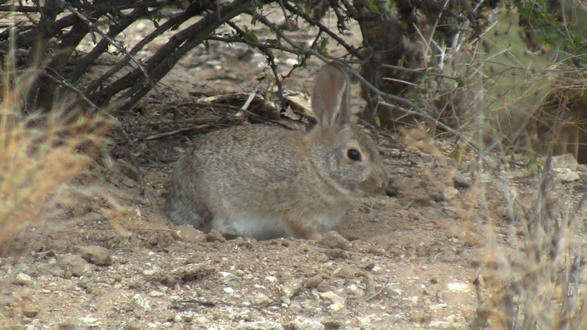 Desert Cottontail Taking Dust Bath