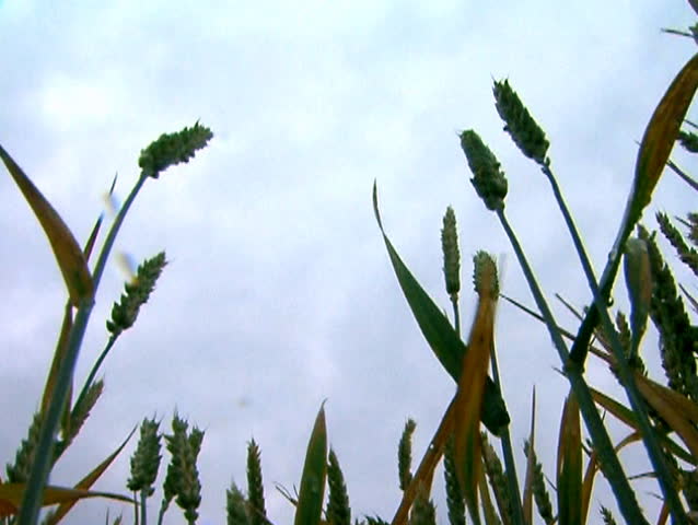 Lower angle of camera showing wheat stalks against the dark, rainy sky. Raindrops falling on camera objective lens.