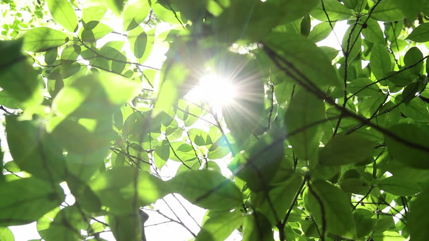 leaves are highlighted by sun