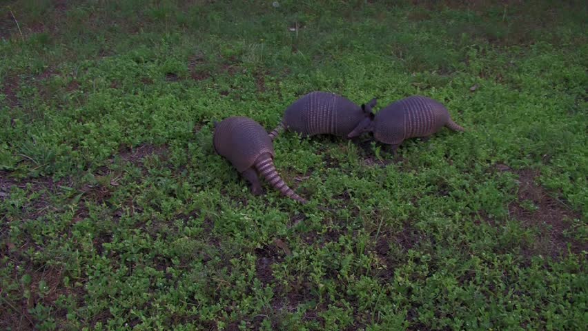 Three Armadillos
