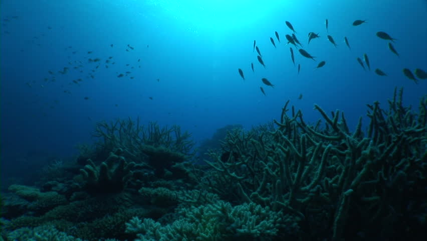 Sunbeams shining through water, underwater view 