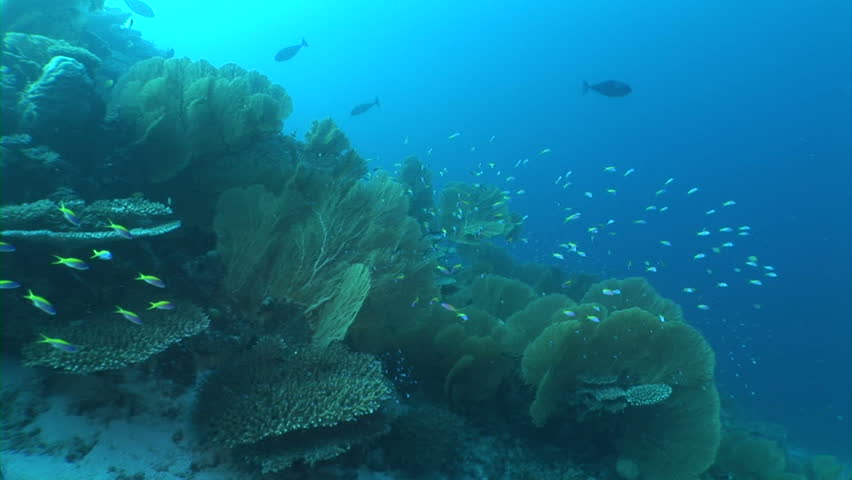 School of fish feeding among corals