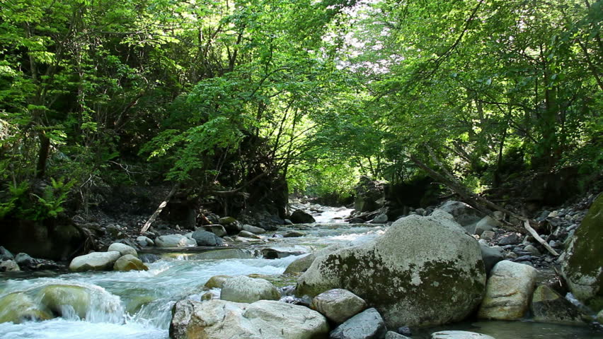 A forest stream reflecting the green foliage on its banks