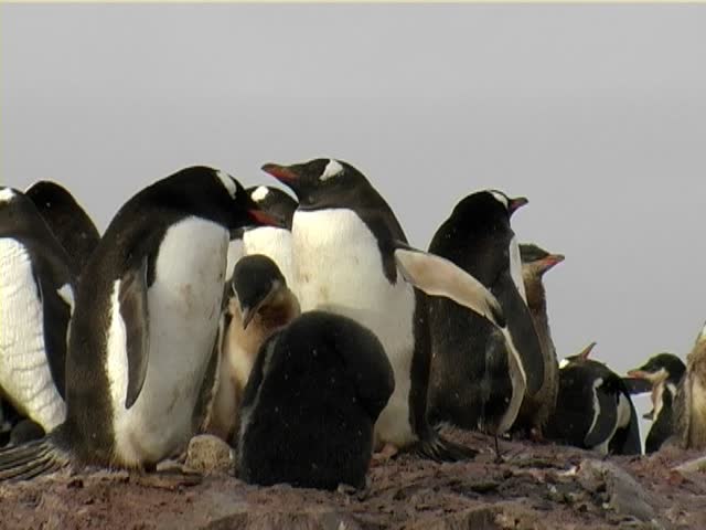 Gentoo penguin (Pygoscelis papua)  colony at Antarctica.