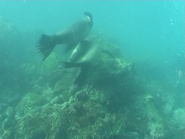 Sea lions underwater video Galapagos
