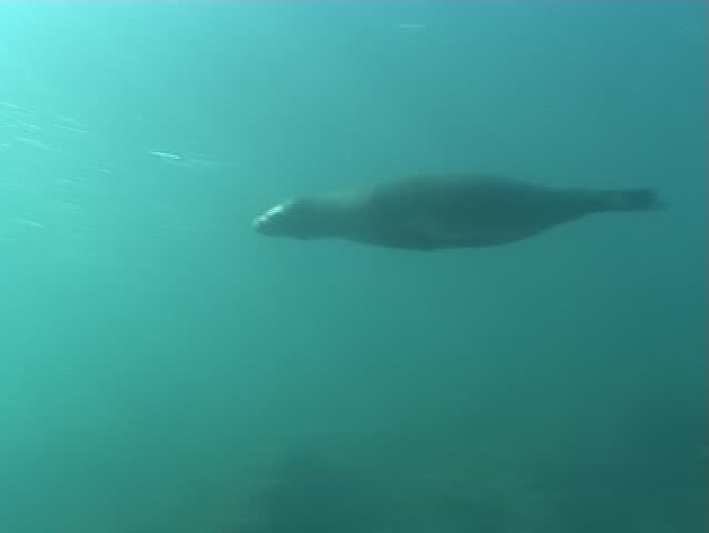 Sea lions underwater video Galapagos