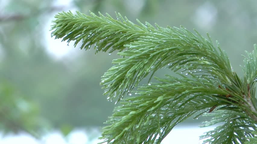 HD 1080 closeup clip of fir branch in rain drops.