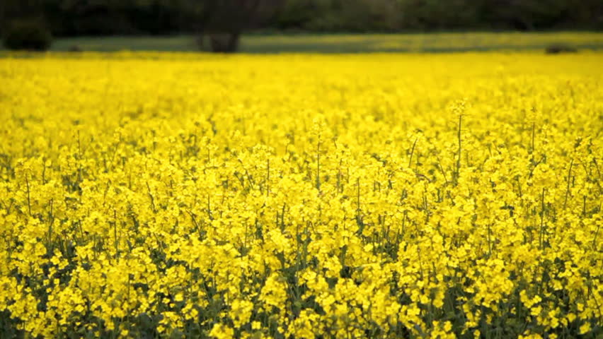 A field of oilseed rape is seen swaying in the breeze.