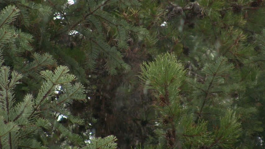 Snow fall and pine branches